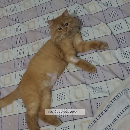 Photo 1/1 ozzy Cat lost in Awan Town