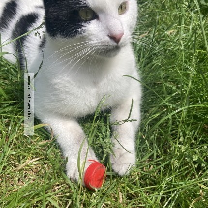 Foto 1/3 Pipo Kat vermist in Bruxelles Molenbeek