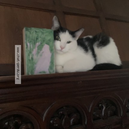 Foto 2/3 Pipo Kat vermist in Bruxelles Molenbeek