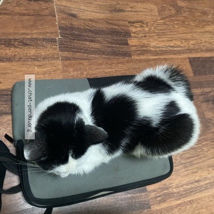 Foto 3/3 Pipo Kat vermist in Bruxelles Molenbeek