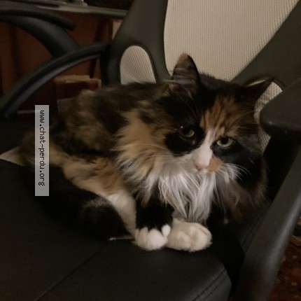 Photo of a cat found in Port Brillet
