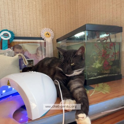 Photo of a cat found in Plesse