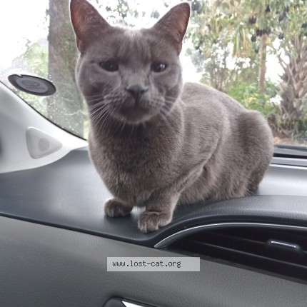 Picture of cat lost at Grootvlei