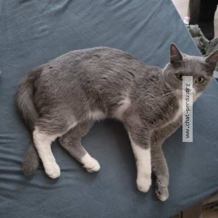 Foto 1/1 venom Kat vermist in Bruxelles