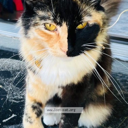 Photo 1/1 Pixel Cat lost in Aberdeen