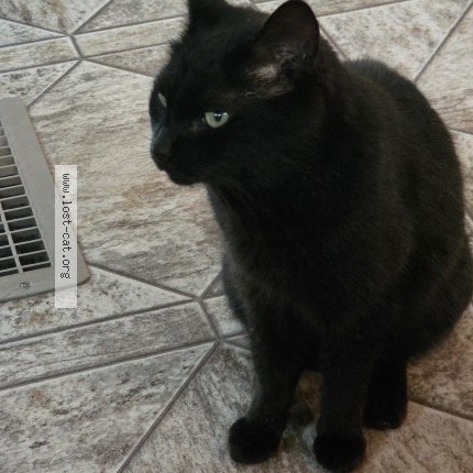 Photo 1/1 Found cat Found in Beausejour Manitoba