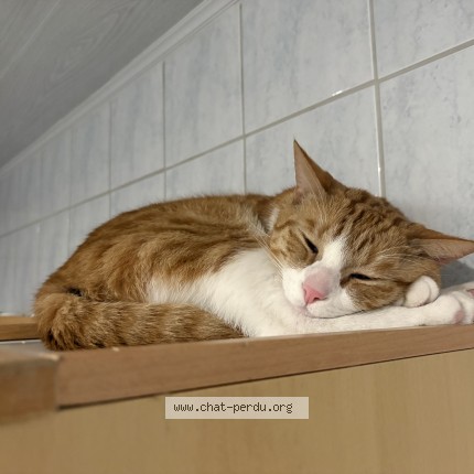 Foto 1/1 Baggy Kat vermist in Saint Vaast