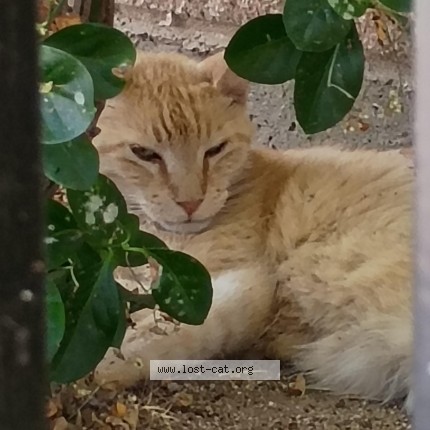 Picture of cat lost at Reno