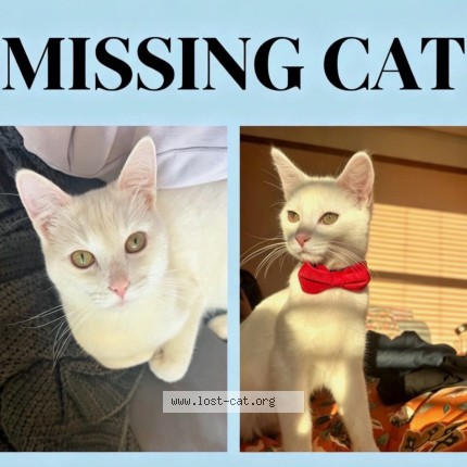 Photo 1/1 Seymour Cat lost in Swansea