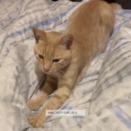 Foto di gatto smarrito a Dicomano