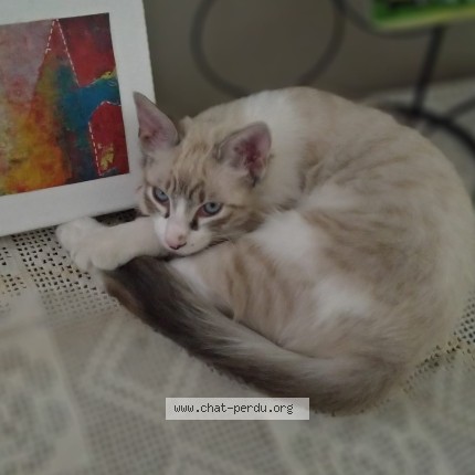 Photo of a cat found in Vinca