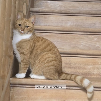 Foto 1/1 Mia Kat vermist in Zellik