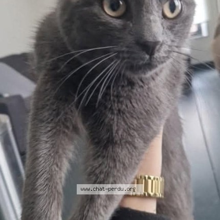 Foto 1/1 Muki Kat vermist in Liege