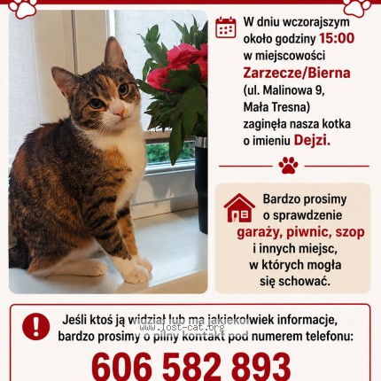 Zdjęcie zaginionego kota w Bierna