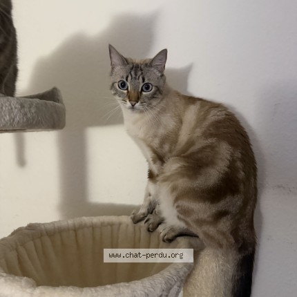 Foto 1/1 Hades Katze verloren in Chene Bourg