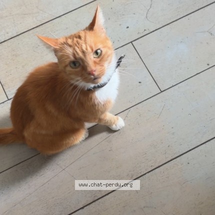 Photo of a cat found in Sainte Verge