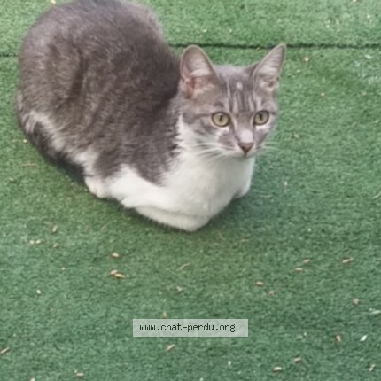 Photo of a cat found in Champigny Sur Marne