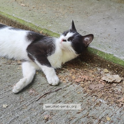 Foto 1/3 Kat gevonden Gevonden in Bruxelles