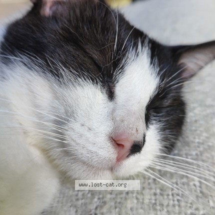 Foto 3/3 Kat gevonden Gevonden in Bruxelles