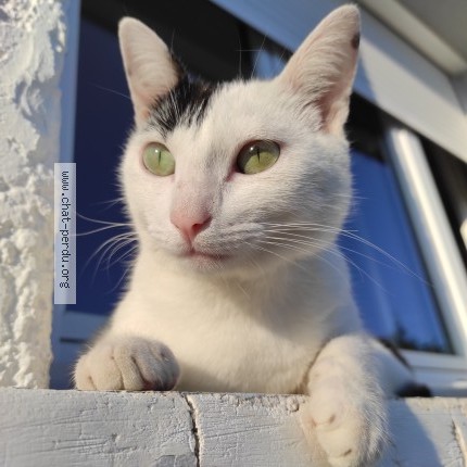 Photo of a cat found in Villefranque