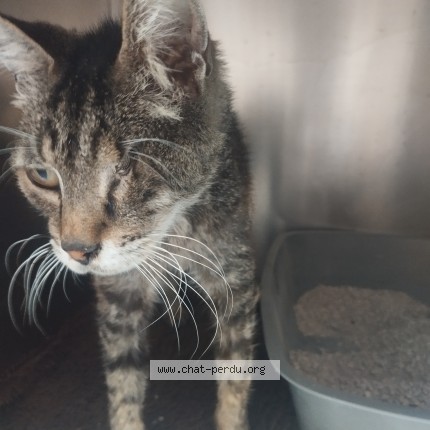 Picture of cat found at Angoulins