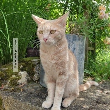 Photo of a cat found in Orleans