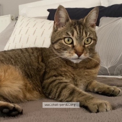 Photo of a cat found in Savigny Sur Orge