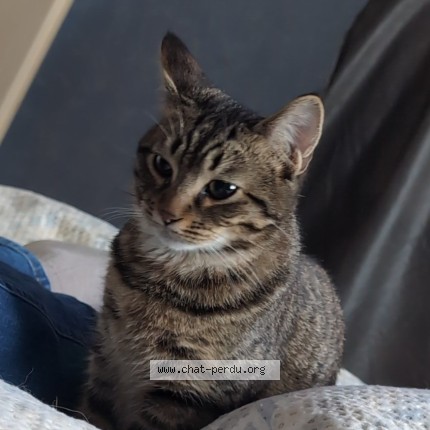 Photo of a cat found in Pujols
