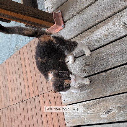 Photo 1/1 Found cat Found in Lemoyne