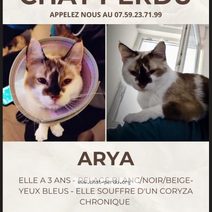 Photo of a cat found in Schiltigheim