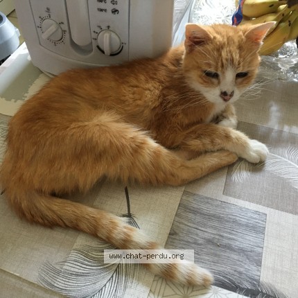 Photo of a cat found in Monteux