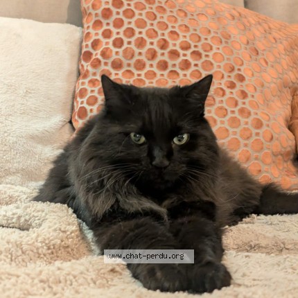 Foto 1/1 trotro Kat vermist in Braine L Alleud