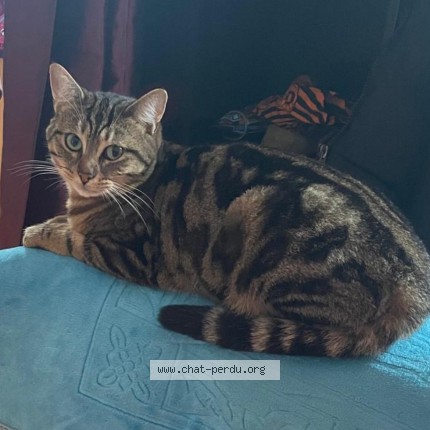 Photo of a cat found in Saint Denis