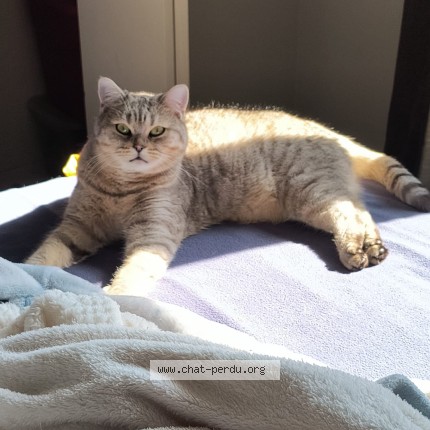Photo 1/1 Nieves Cat lost in Sherbrooke
