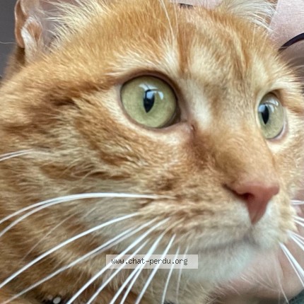 Foto 1/1 Apollo Kat vermist in Berchem Sainte Agathe