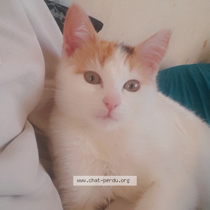 Photo of a cat found in Villefranche De Rouergue