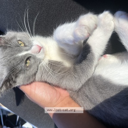 Photo 1/1 klover Cat lost in Coalinga