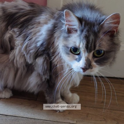Picture of cat found at Rennes