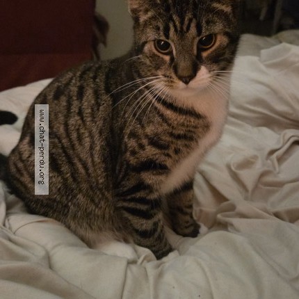 Foto 1/1 Simba Kat vermist in Londerzeel