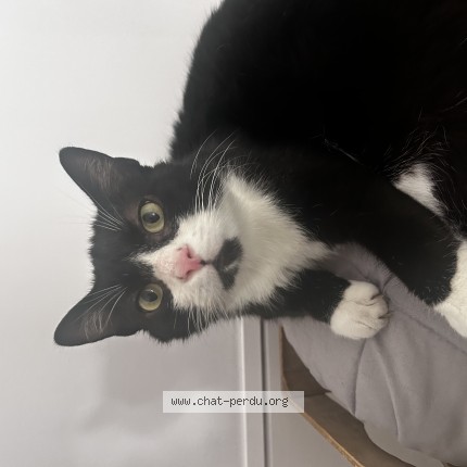 Photo of a cat found in Vinassan