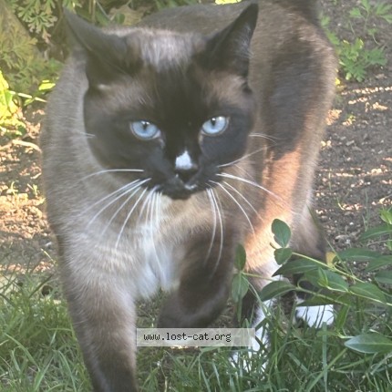 Photo 1/1 Soho Cat lost in Burnaby