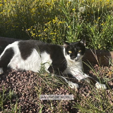 Photo of a cat found in Mayenne
