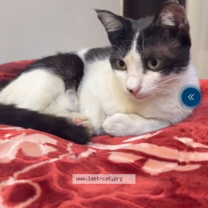 Picture of cat lost at Peshawar