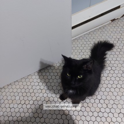 Photo 1/1 trompette Cat lost in Montreal