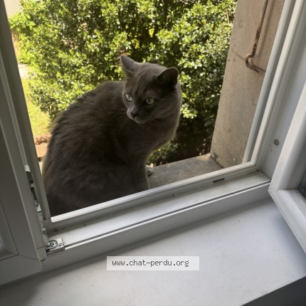 Photo of a cat found in Belfort