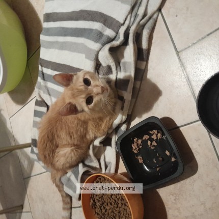 Photo of a cat found in Gaillac