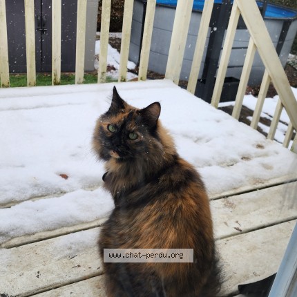 Photo 1/1 Titi Cat lost in Chambly