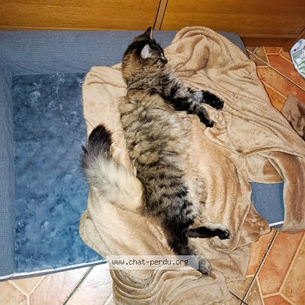 Photo of a cat found in Herserange