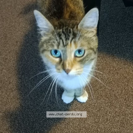 Foto 1/1 Kat gevonden Gevonden in Hornu