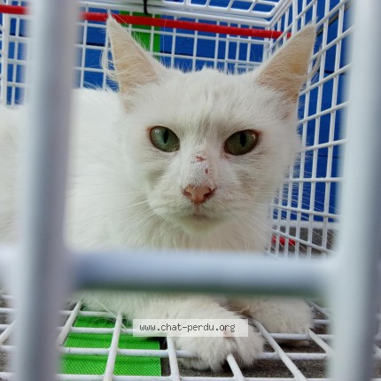Foto 1/1 Kat gevonden Gevonden in Elouges